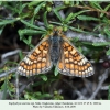 euphydryas aurinia2 male chonkatau a